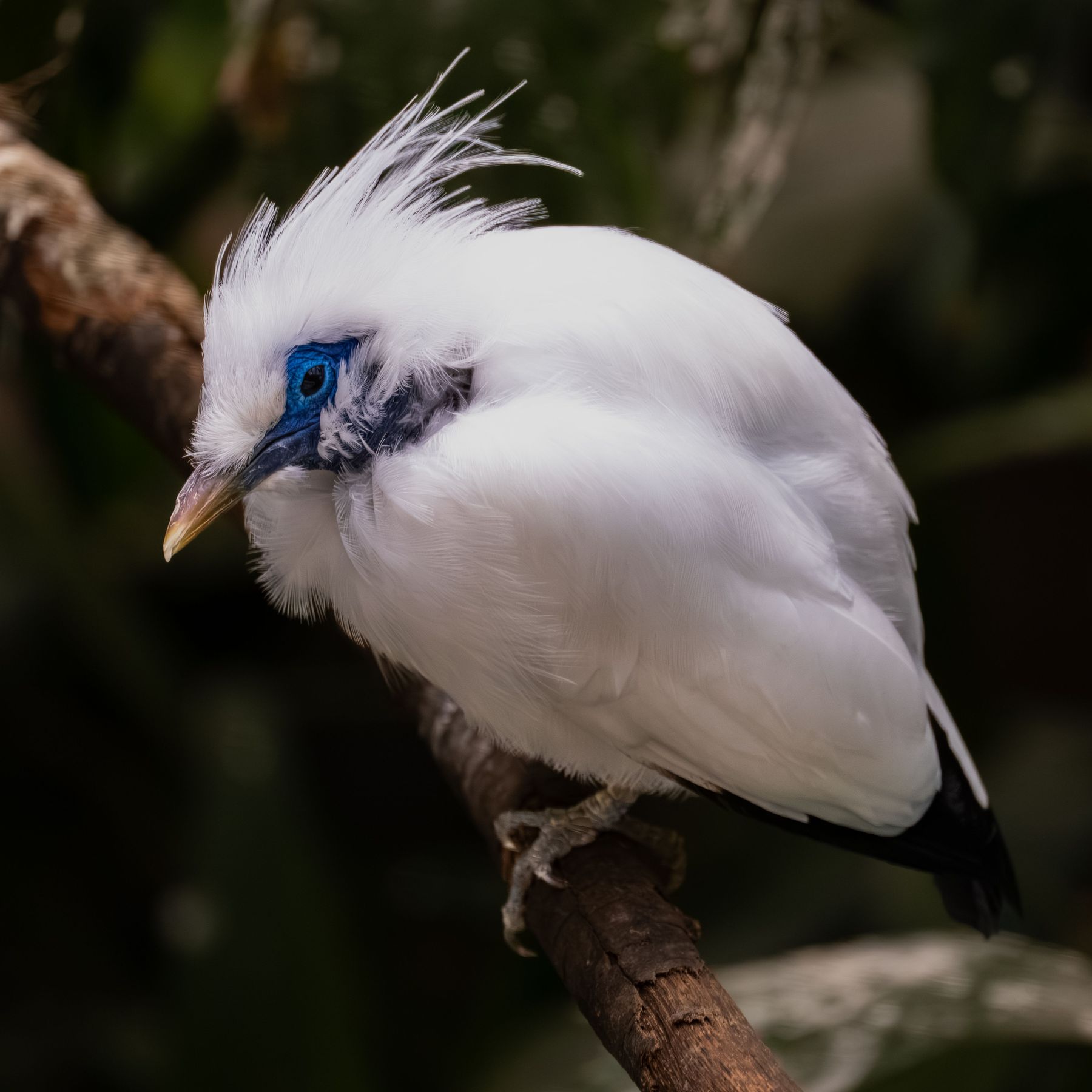 El estornino de Bali, que en libertad solo vive en Bali: plumaje blanco, cresta y piel de un azul intenso alrededor del ojo.