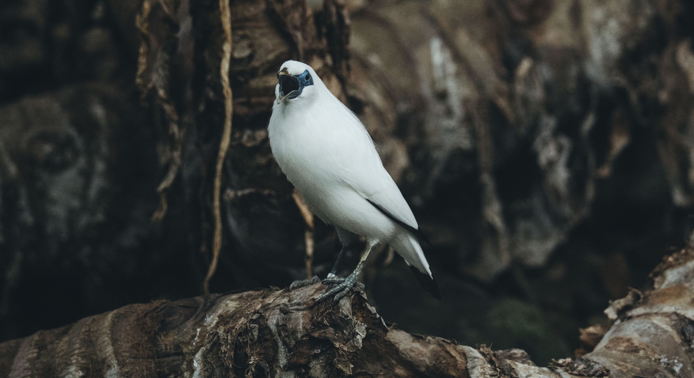 Un estornino de Bali blanco posado en una rama sobre un fondo de roca oscura