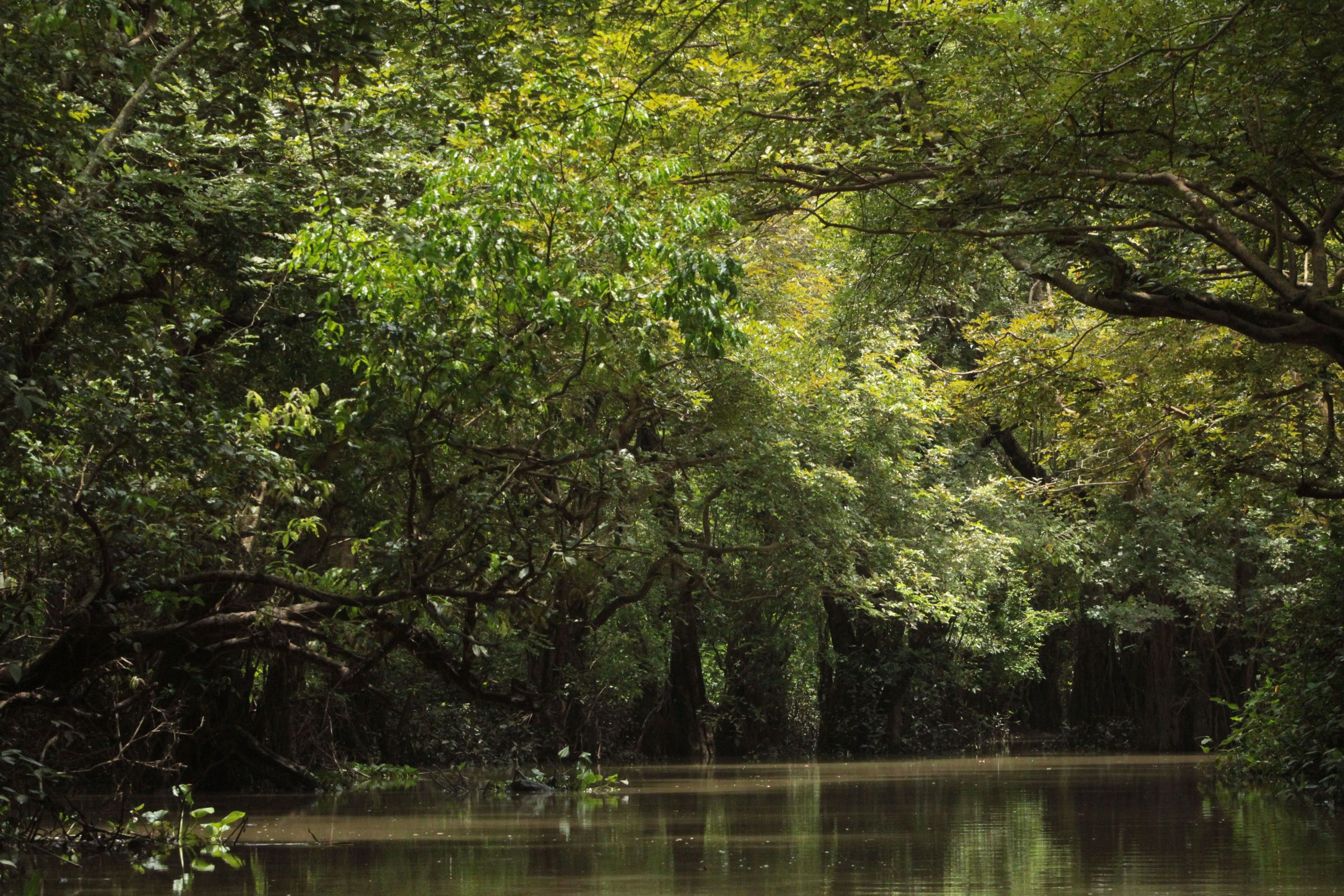 A calm, dark river lined with dense tropical forest