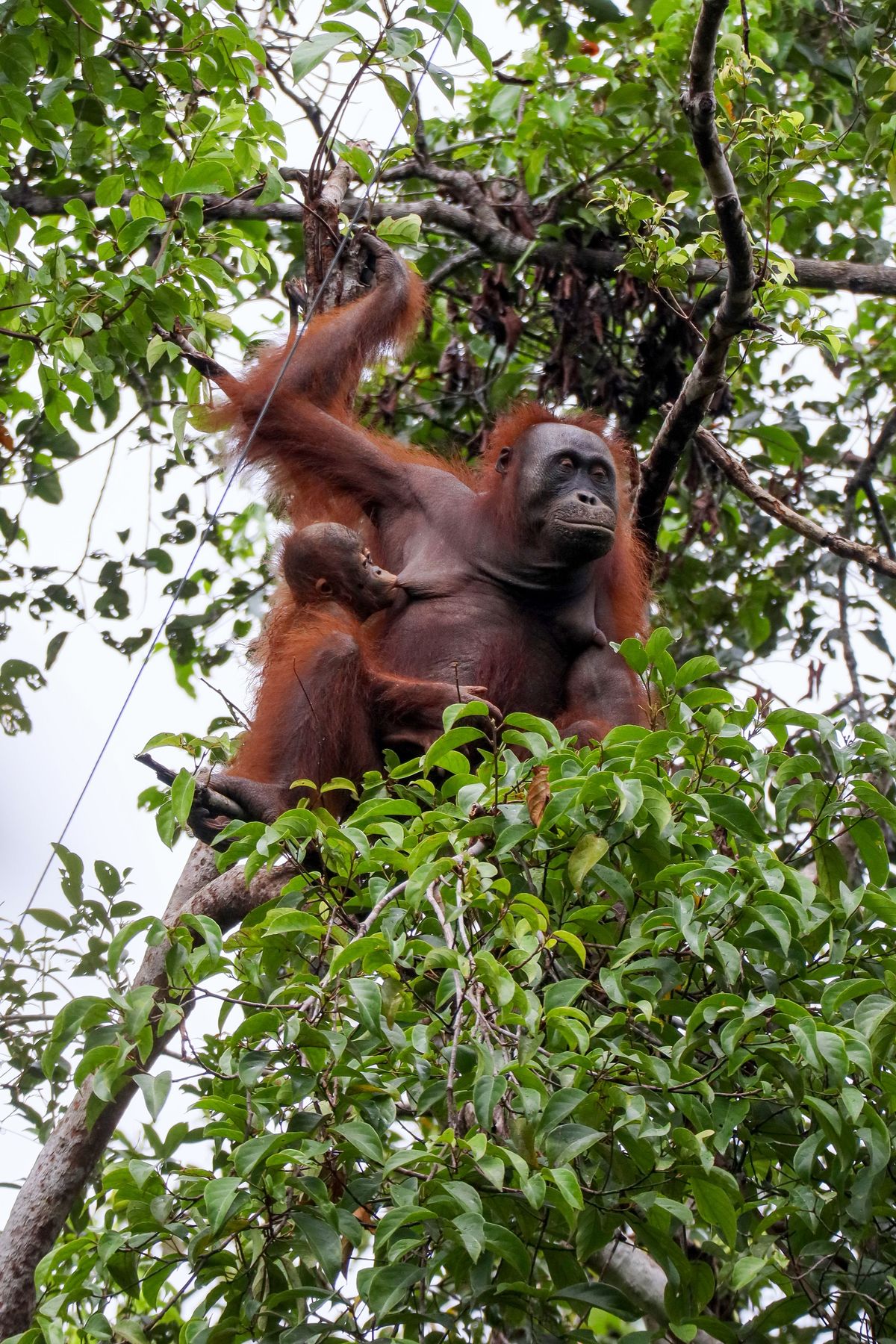 A Bornean orangutan mother with her young high in the forest canopy. Young orangutans stay with their mothers for years.