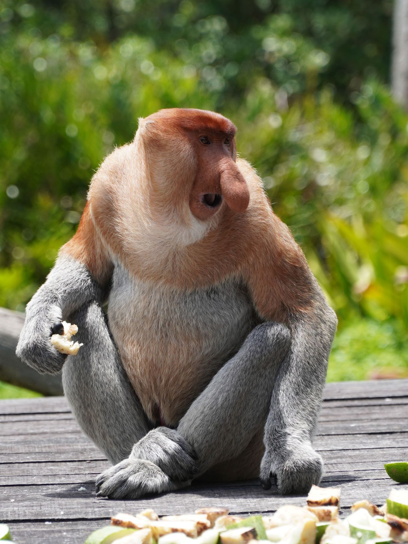A male proboscis monkey. Found only on Borneo, they are often seen in riverside trees from the boats.
