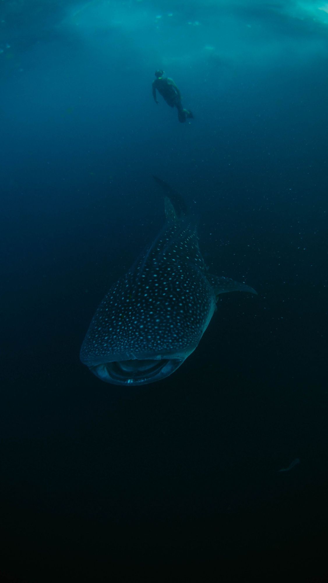 A whale shark swimming below a diver in deep blue water