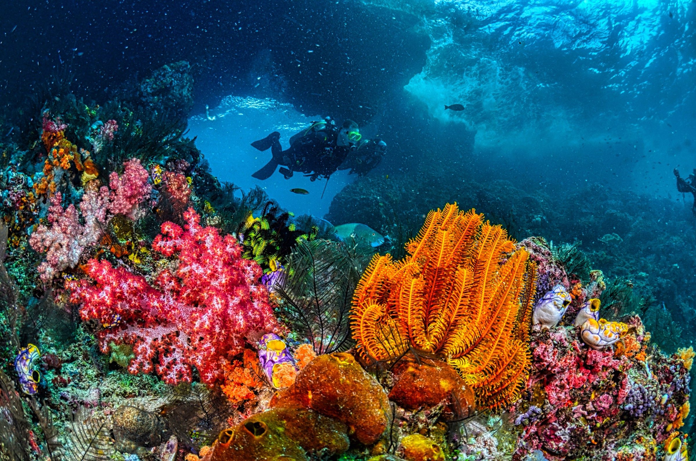 A diver above a reef of soft corals and sea fans in clear blue water
