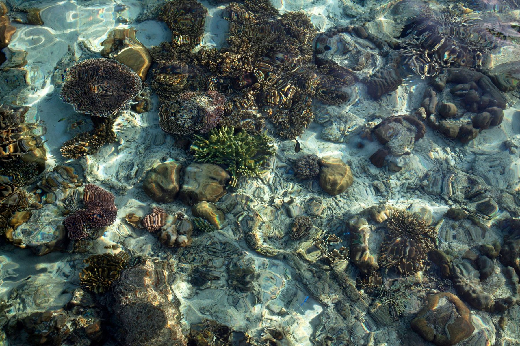 Corals on a shallow reef flat at low tide: standing or walking here crushes growth that took decades.