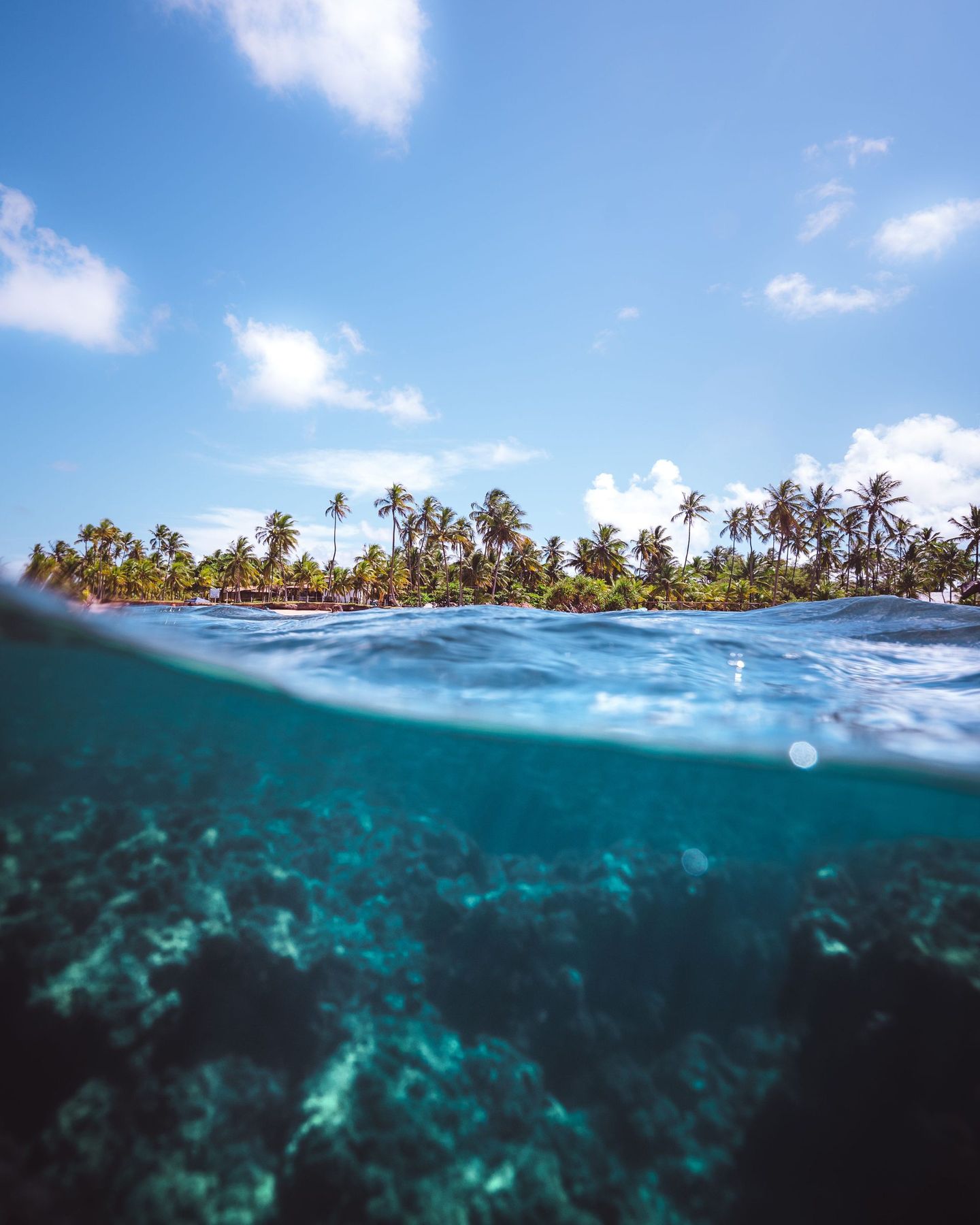 Above and below the waterline: shallow coral grows right up to palm-fringed shores across this part of eastern Indonesia.