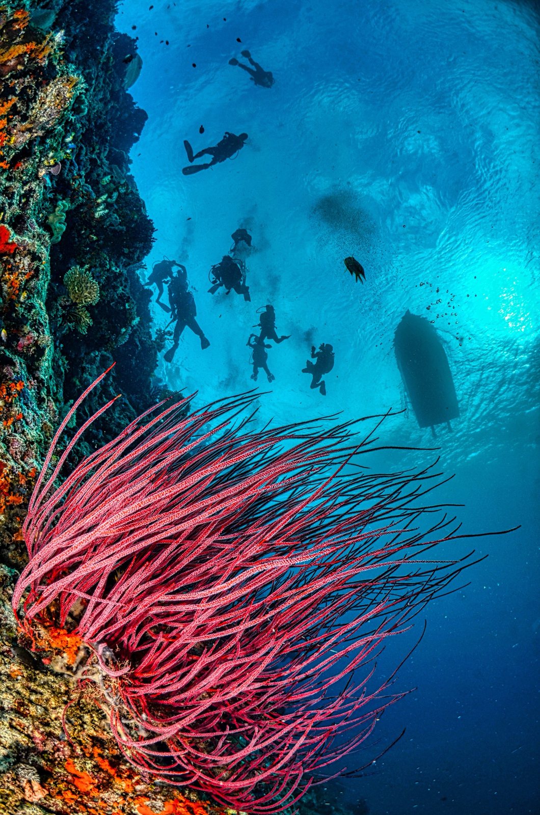 Wall diving is the signature of the park: whip corals and sea fans on walls that drop into deep blue water.