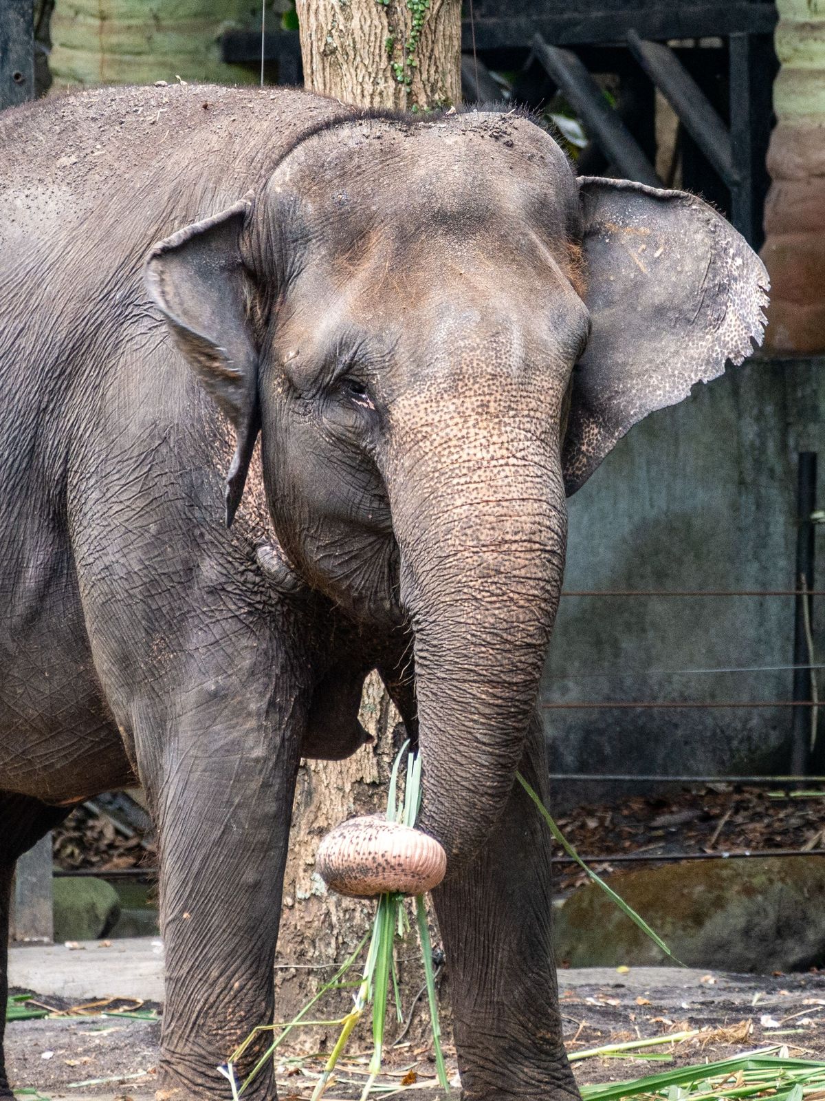 Ein Sumatra-Elefant. Way Kambas schützt eine der verbliebenen Wildpopulationen dieses vom Aussterben bedrohten Elefanten.