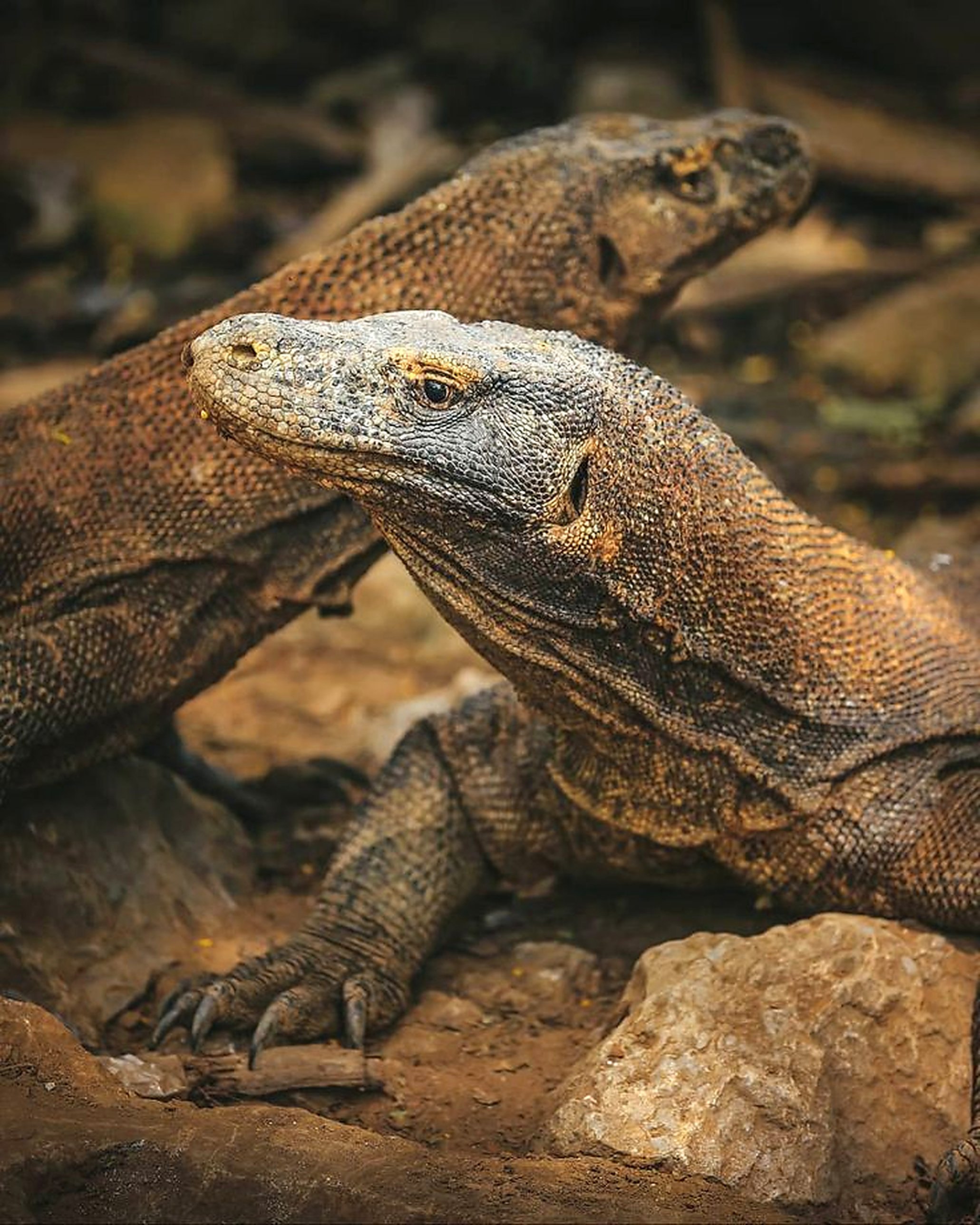 Komodo dragons, the largest lizards on Earth, live wild on Komodo and Rinca. Visits are with a park ranger.